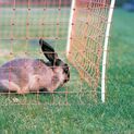 50m x 65cm Gallagher Single Spike Rabbit Netting additional 3