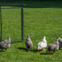 Hotline Rigid Poultry Net Gate 120cm x 80cm additional 4