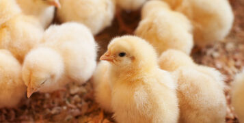 Young,Yellow,Baby,Chicks,On,A,Poultry,Farm.