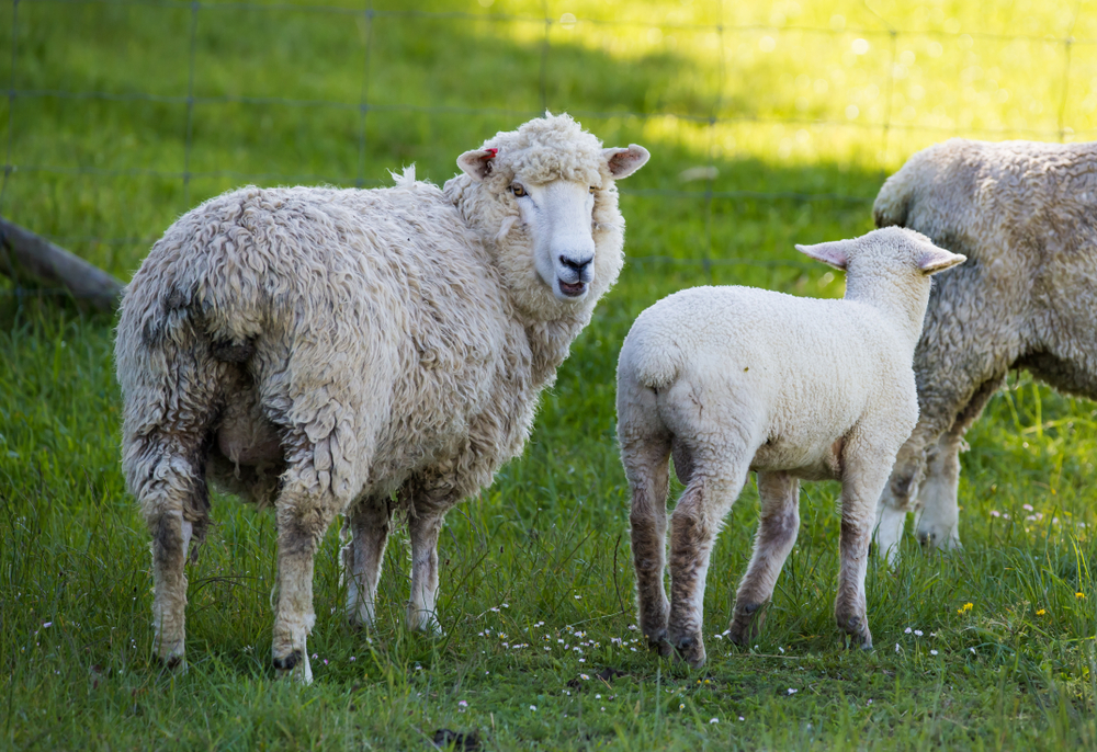 50 AntiSeptic Castration Rings Tail Docking Lambing Sheep Lamb 