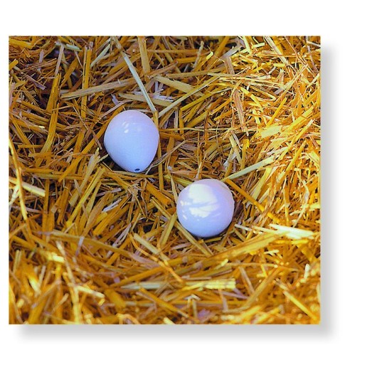 2 x Artificial / Dummy Chicken Nest Eggs