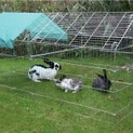 Galvanised Outdoor Poultry & Pet Animal Pen/Run additional 1
