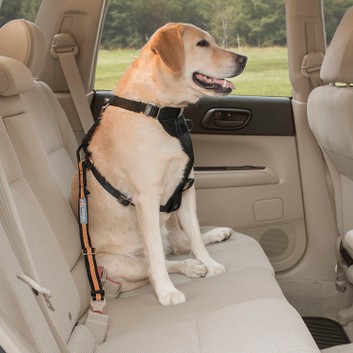 Kurgo Direct To Seatbelt Dog Tether Black/Orange