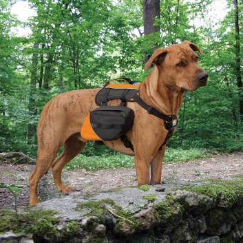 Kurgo Baxter Dog Backpack Black/Orange