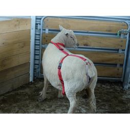 Bearin Prolapse Harness