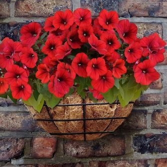 Hanging Baskets