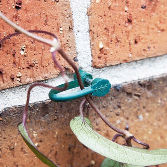 Plant Rings &amp; Ties