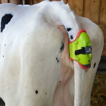 Moocall Calving Sensor alternative