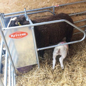 Ritchie Galvanised Adjustable Lamb Saver
