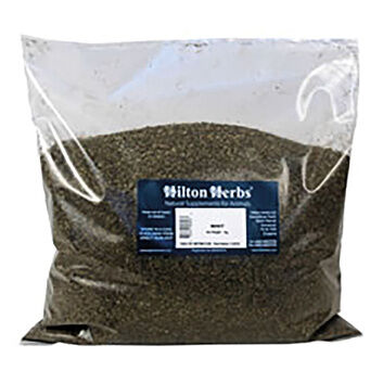 Hilton Herbs Mint - 1 KG BAG