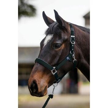 Mark Todd Headcollar Deluxe Padded With Lead Rope Black