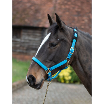 Mark Todd Headcollar Deluxe Padded With Lead Rope Navy/Pet