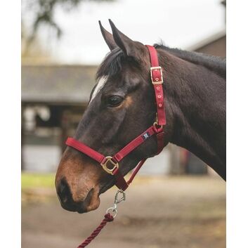 Mark Todd Headcollar Turnout Safety Red