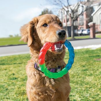 KONG Dog Toy Twistz Ring alternative