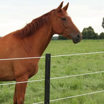 4 x 150cm Gallagher Eco Recycled Plastic Electric Fence Post alternative