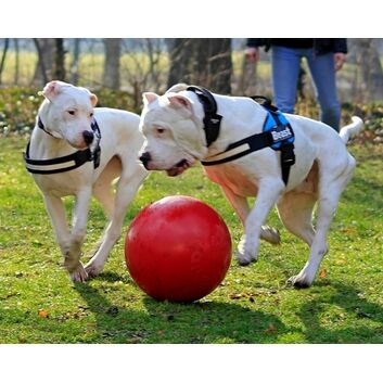 Jolly Pets Push-N-Play 14" Dog Ball