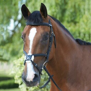 Mark Todd Padded Grakle Bridle Black