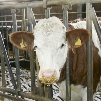 Kerbl Plastic Anti-Suckler/Calf Weaner alternative