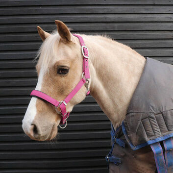Perry Equestrian No.7148 Luxury Padded Headcollar - Cob