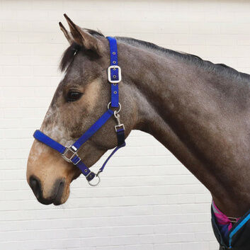 Perry Equestrian No.7148 Luxury Padded Headcollar - Full