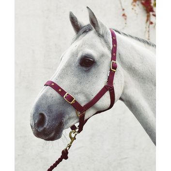 Equi-Sential Economy Web Headcollar Purple alternative