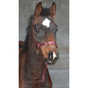 Equisential Nylon Headcollar Red/Black alternative