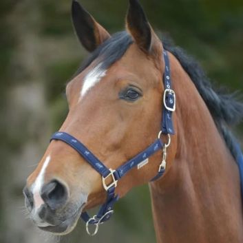 Waldhausen Navy Little Horse Halter