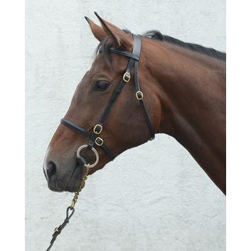 Mackey Classic In-Hand Bridle Black alternative