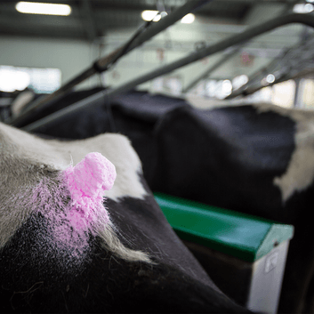 FIL Draft/Foam Mark 265ml alternative