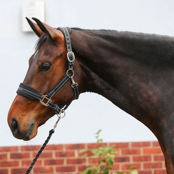 Equilibrium Stellar Style Headcollar Black alternative