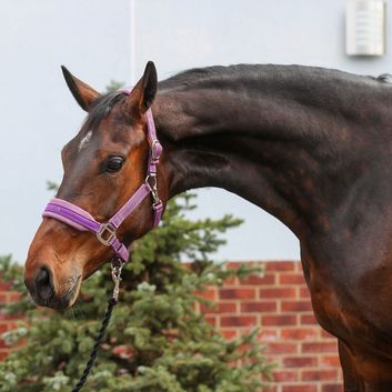 Equilibrium Stellar Style Headcollar Purple alternative