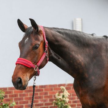 Equilibrium Stellar Style Headcollar Red alternative