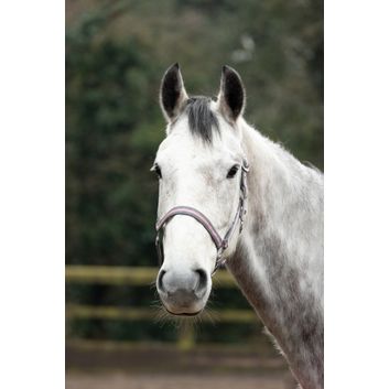 Hy Equestrian Economy Plus Two-Tone Head Collar - Grey/Baby Pink