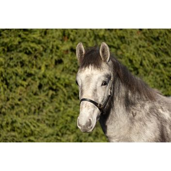 Hy Equestrian Leather Foal Head Collar - Black alternative