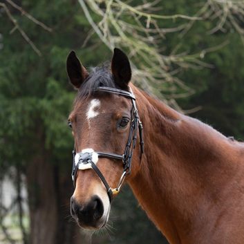 Hy Equestrian Mexican Grackle Bridle with Rubber Grip Reins - Brown alternative
