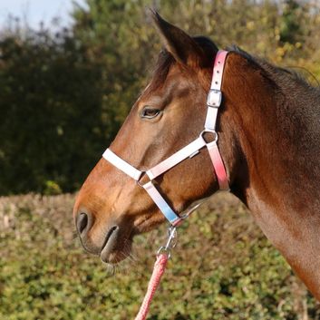 Hy Equestrian Ombre Head Collar &amp; Lead Rope - Coral/Blue