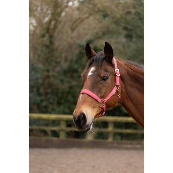 Hy Equestrian Rose Gold Head Collar &amp; Lead Rope - Blush Pink/Rose Gold alternative