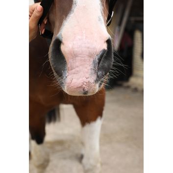 Lincoln Sun Bloc alternative