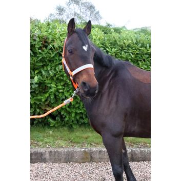 Reflector Head Collar &amp; Lead Rope by Hy Equestrian - Orange alternative