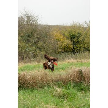 Benji &amp; Flo Crazy Faces Dog Toys alternative