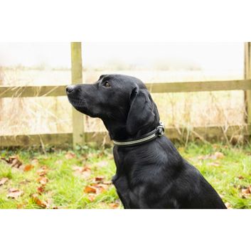 Benji &amp; Flo Dazzling Diamante Dog Collar Black