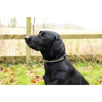 Benji &amp; Flo Dazzling Diamante Dog Collar Black alternative