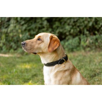 Benji &amp; Flo Deluxe Padded Leather Dog Collar - Black/Brass