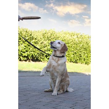 Benji &amp; Flo Interlaced Dog Collar - Blue alternative