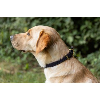 Benji &amp; Flo Interlaced Dog Collar - Blue