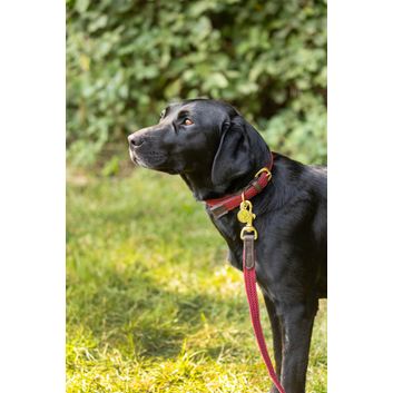 Benji &amp; Flo Interlaced Dog Collar - Burgundy alternative