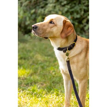 Benji &amp; Flo Interlaced Dog Lead - Blue alternative