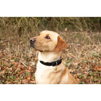 Benji &amp; Flo Noble Suede Dog Collar - Black/Gold alternative
