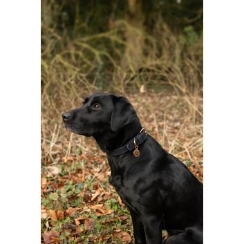 Benji &amp; Flo Noble Suede Dog Collar - Navy/Rose Gold alternative