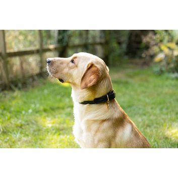 Benji &amp; Flo Superior Rolled Leather Dog Collar - Black/Brass alternative